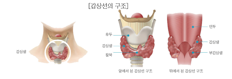 갑상선 해부학 및 생리학